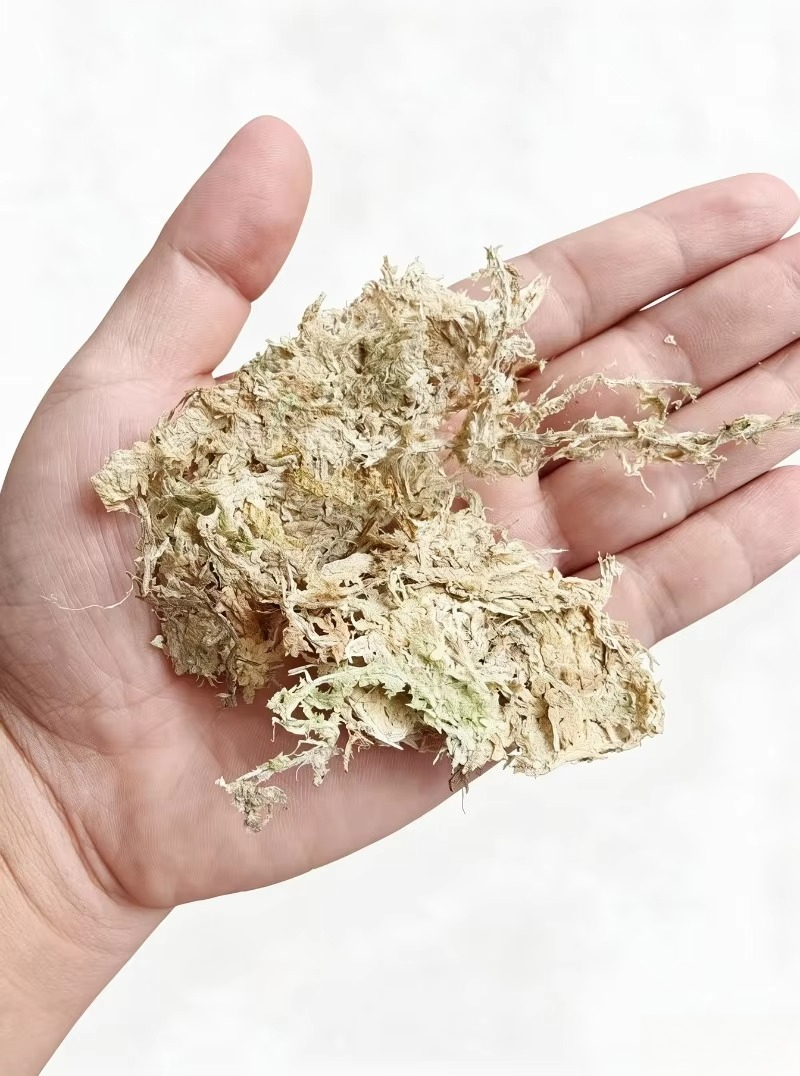Sphagnum Moss Dry - Musgo de esfagno de primera calidad