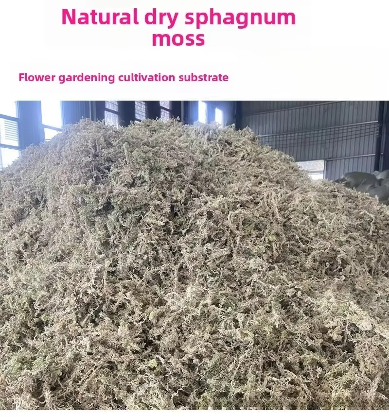 Musgo de esfagno comprimido y  - Sphagnum Moss Dry reseña y precio